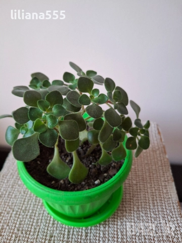 Дърво на парите Аихризон, снимка 11 - Стайни растения - 44719352