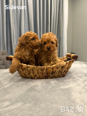 Пудел Той и Мини , снимка 2 - Пудели - 54177871