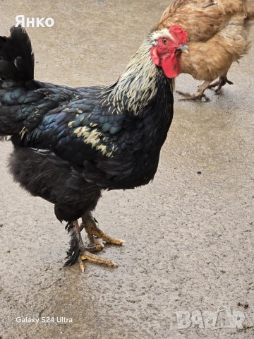 Петли, снимка 12 - Кокошки и пуйки - 52912712