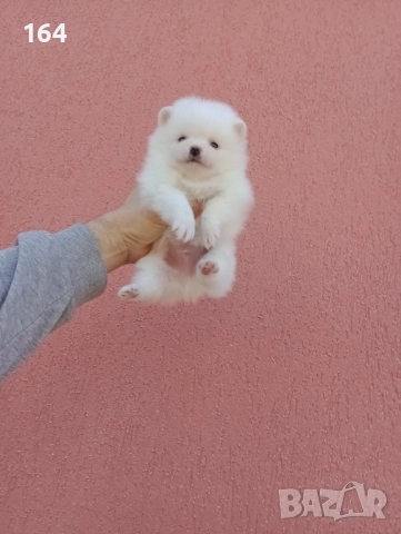 Мъжки и женски бели Померани.