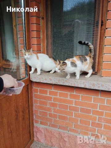 Подарявам две котки, снимка 3 - Други - 54301938