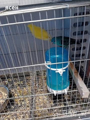 Продавам Аймари 