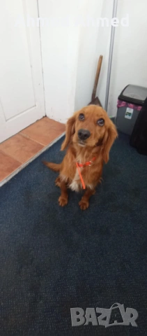 Кокер шпаньол 