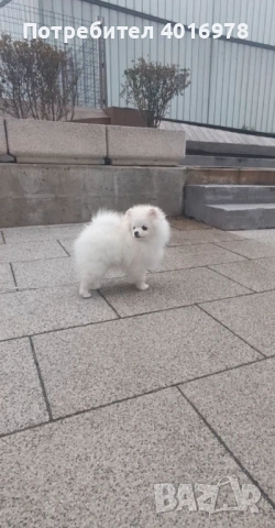 Померан Момче с Родословие 