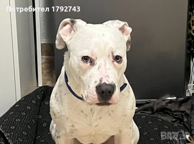 Продавам питбул