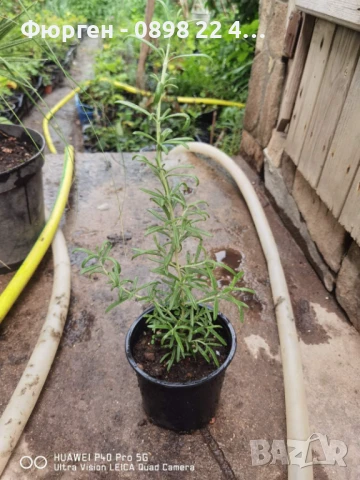 Розмарин, снимка 5 - Разсади - 51410660