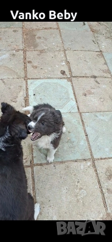 продават се две каракачанки кученца мъжко и женско но 2 месеца и 15 дена, снимка 2 - Каракачанска овчарка - 53917382