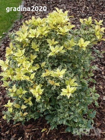 Османтус 'Goshiki', снимка 4 - Разсади - 53102822