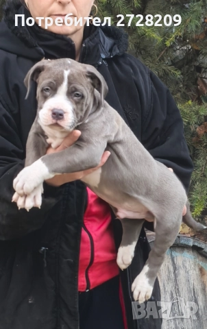 Американско Були Хл/American Bully XL , снимка 13 - Питбул - 52325603