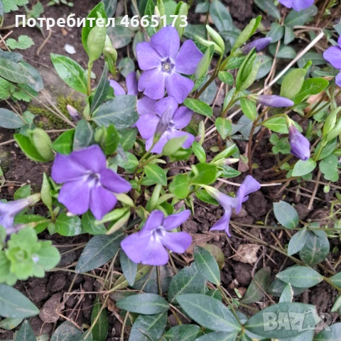 Градинска Винка Минор , снимка 6 - Градински цветя и растения - 54059975