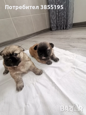 продам малки пекинезчета, снимка 2 - Пекинез - 52597290
