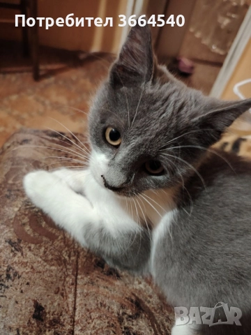 бебе полупородисто, мъжко котенце