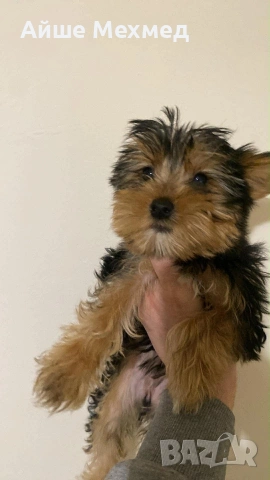 здравейте да ви представям моите три топчета две момчета.и една принцеса, снимка 3 - Йоркширски териер - 53935105