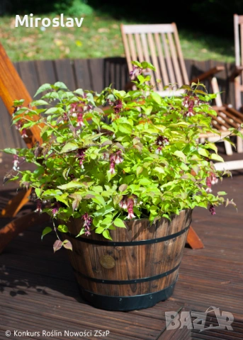 Фазаново дърво (Лейцестерия), снимка 2 - Градински цветя и растения - 53986213