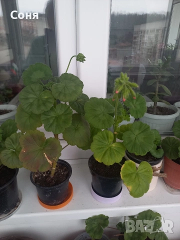 Мушкато , снимка 17 - Градински цветя и растения - 53679174