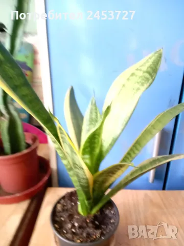 Сансевиерия  Sansevieria trifasciata var. laurentii, снимка 4 - Стайни растения - 45335923