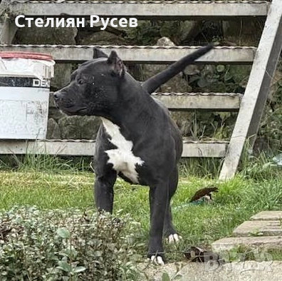 BULLY XL були + стафордширски териер - кучета реално според мен прилича на питбул -женско куче роден