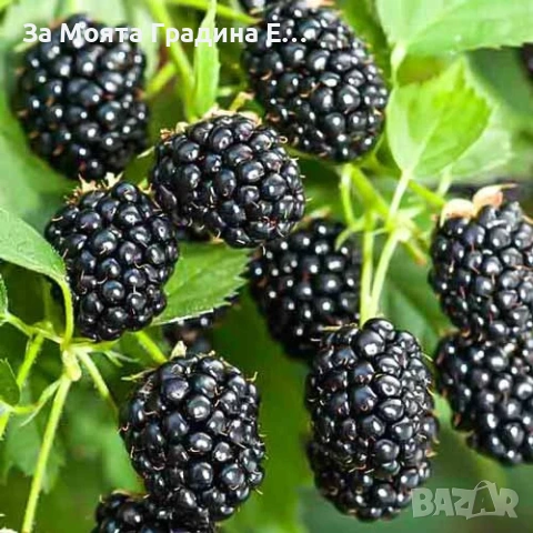 Къпина - Уашито сладка без бодли, снимка 2 - Разсади - 54021060