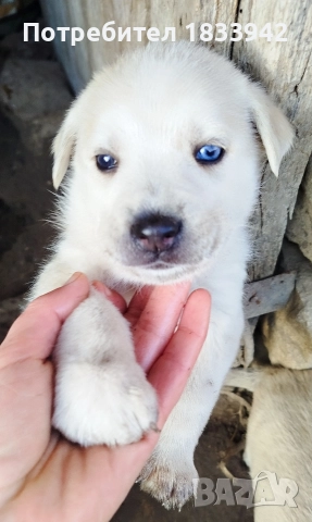 Кученца , снимка 3 - Други - 52580248