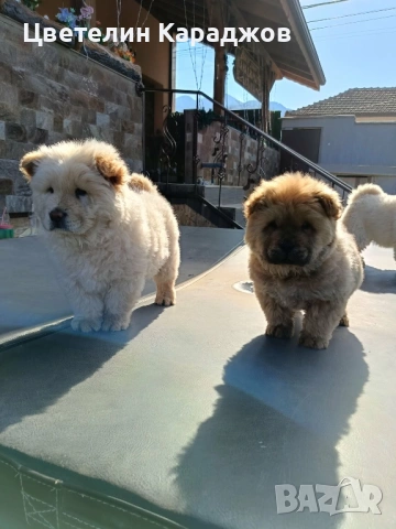 Чау чау, снимка 6 - Чау Чау - 53848895