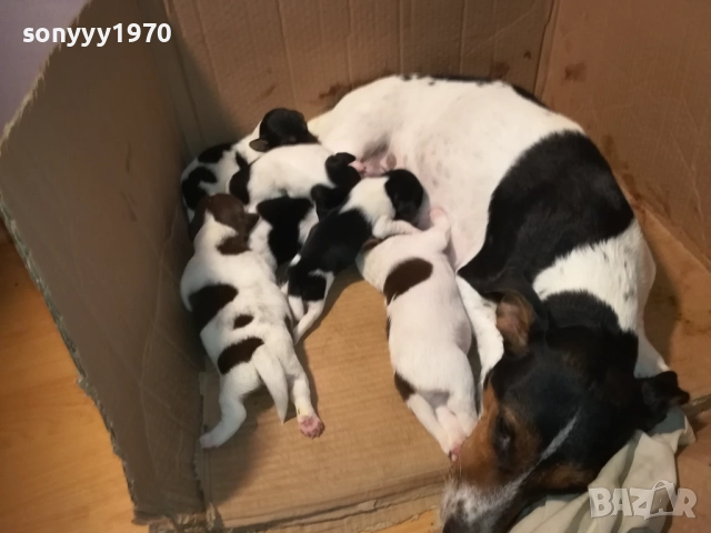 ДЖАК-СЛАДКИ БЕБЕТА 2508250707, снимка 4 - Джак ръсел териер - 51479040