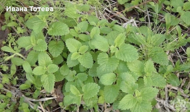 Маточина гол корен