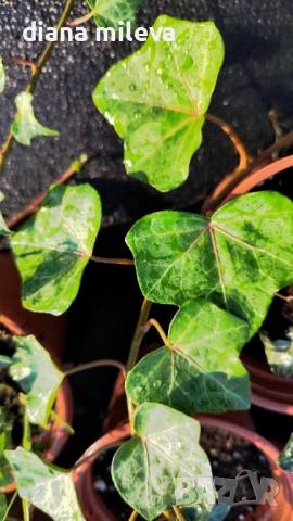 Обикновен бръшлян (hedera helix), студоустойчив, снимка 12 - Градински цветя и растения - 48092539