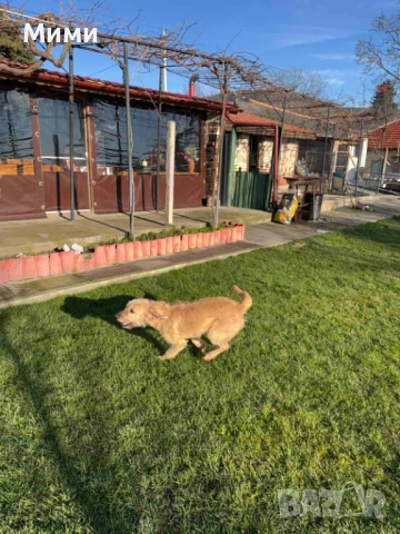 Ловни кучета, снимка 6 - Други - 53111116