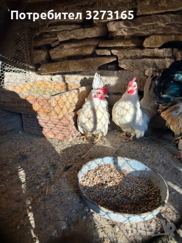Кокошки Шабо , снимка 2 - Кокошки и пуйки - 53679161