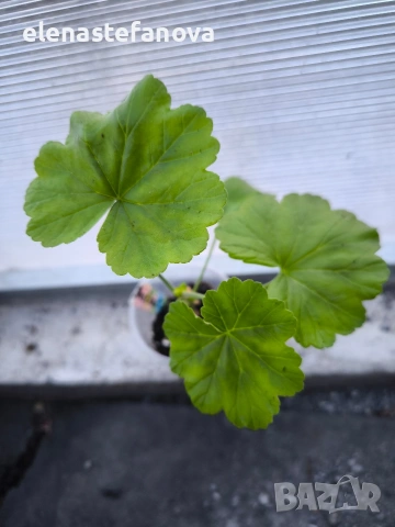 Комплект от 4 сортови мушката , снимка 5 - Стайни растения - 53830038
