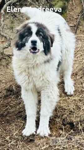 родословно каракачанско куче, снимка 2 - Каракачанска овчарка - 54290423