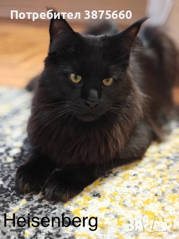 Мейн-куун котенца, снимка 11 - Мейн кун - 52347447