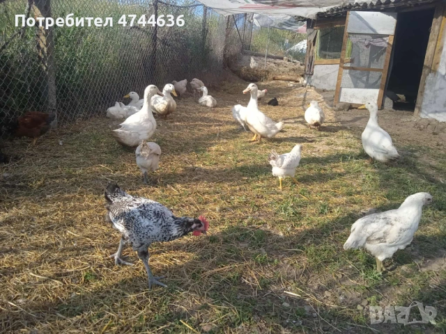 Кокошки, снимка 5 - други­ - 53574794