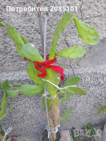 Кактуси, снимка 3 - Стайни растения - 51356372