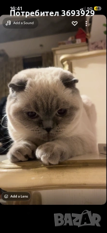 За договаряне , снимка 2 - Британска късокосместа - 53064314