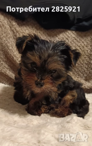 Йорки бебе, снимка 2 - Йоркширски териер - 52694965