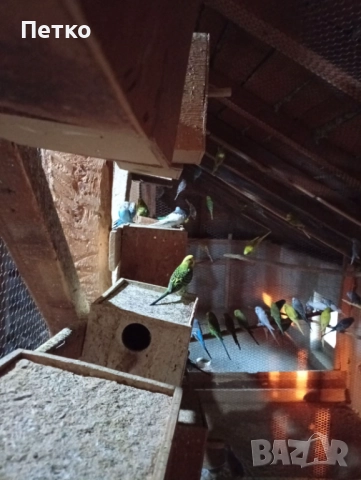 Папагали вълнисти 