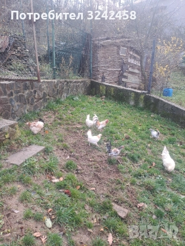 Продавам копринки джинки и фазани , снимка 6 - други­ - 52510607