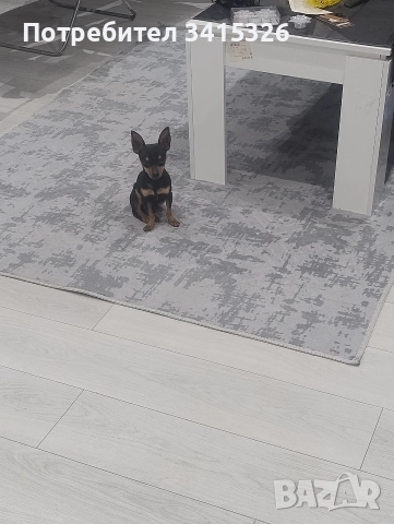 пинчер за разплод 