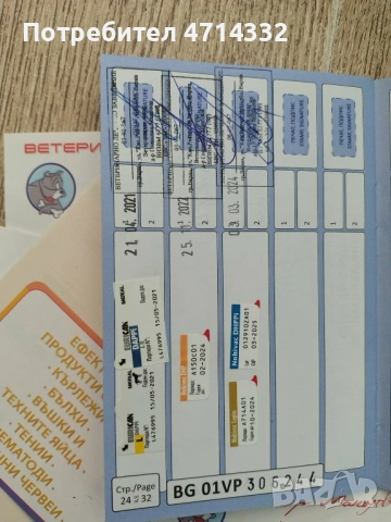 Продавам мъжки и женски кученца, снимка 10 - Дого аржентино - 53163193