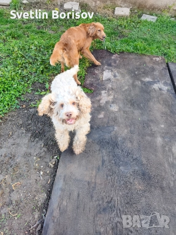 кучета за трюфели, снимка 5 - Други - 52531595