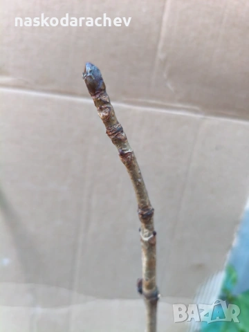 Кестен конски фиданки разсад, снимка 10 - Градински цветя и растения - 44387533