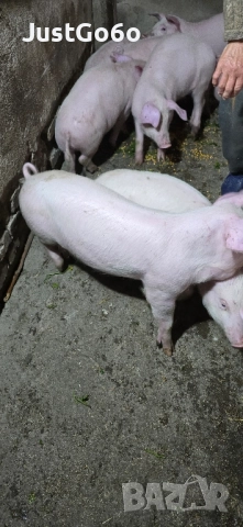 Продавам малки прасета, снимка 6 - Прасета - 52433146