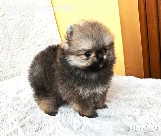 Мини померанче 