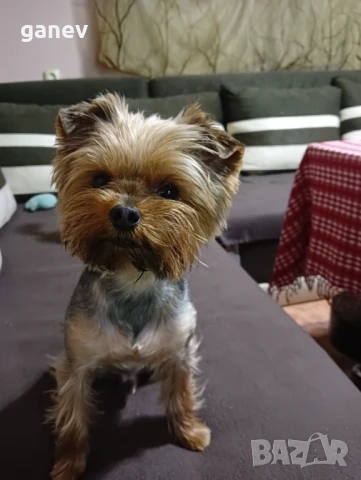 Йоркширски териер , снимка 1