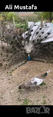 ПАУНИ АРЛЕКИН , снимка 4 - други­ - 49967747