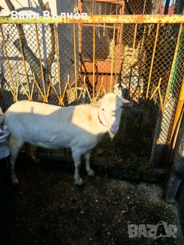 Продавам  коза за клане