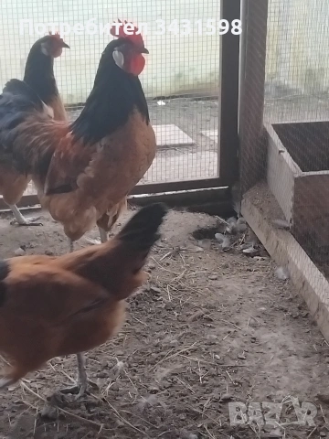 яйца за лупене , снимка 3 - Кокошки и пуйки - 53490178