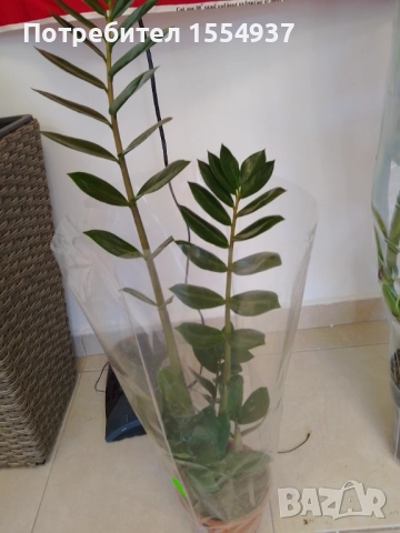 Замиокулкас 60см, ново
