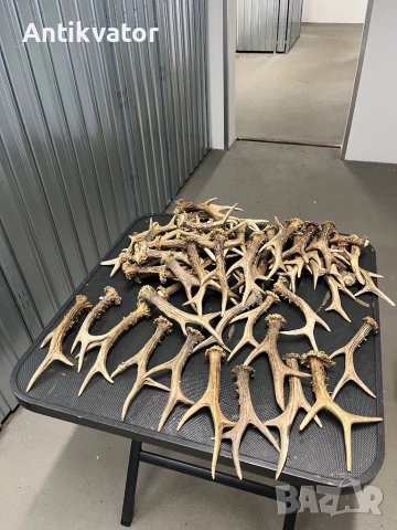 Единични рога сръндак, снимка 3 - Други - 44435848